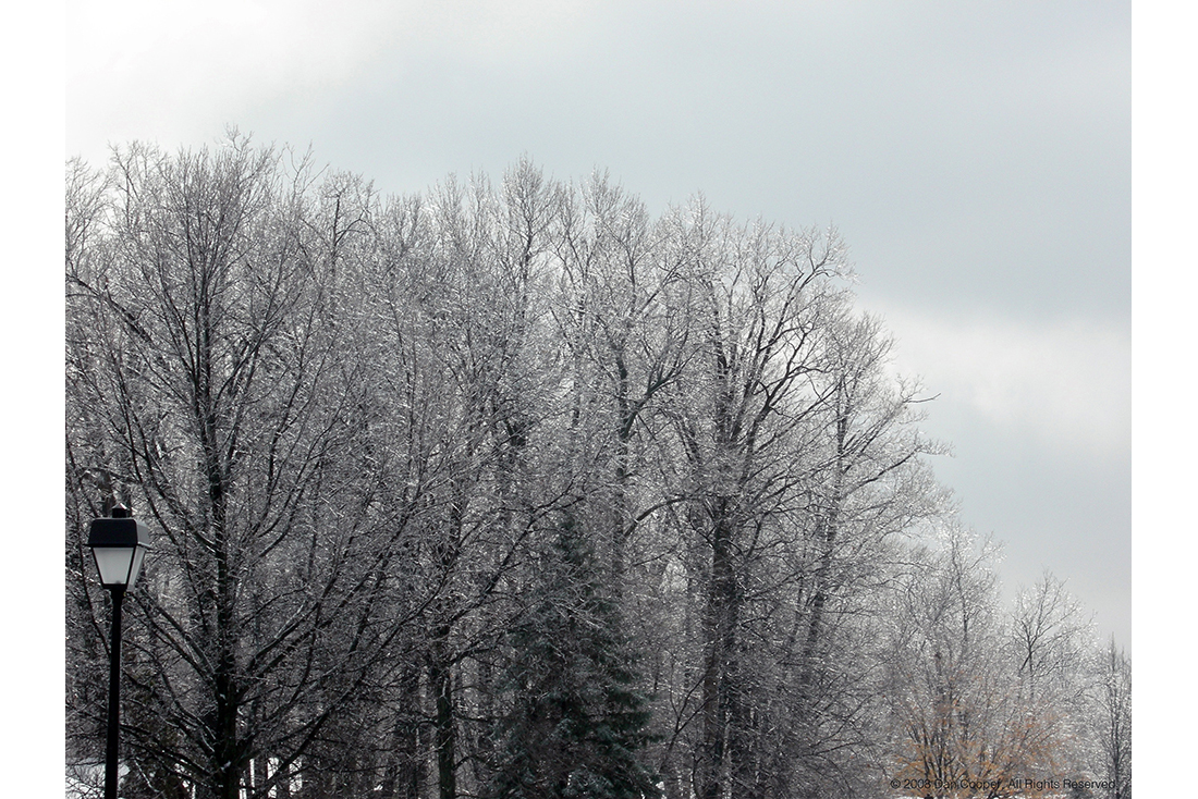 Iced Trees